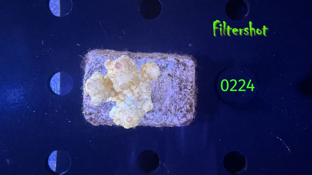 Acropora sp. WYSIWYG 0224