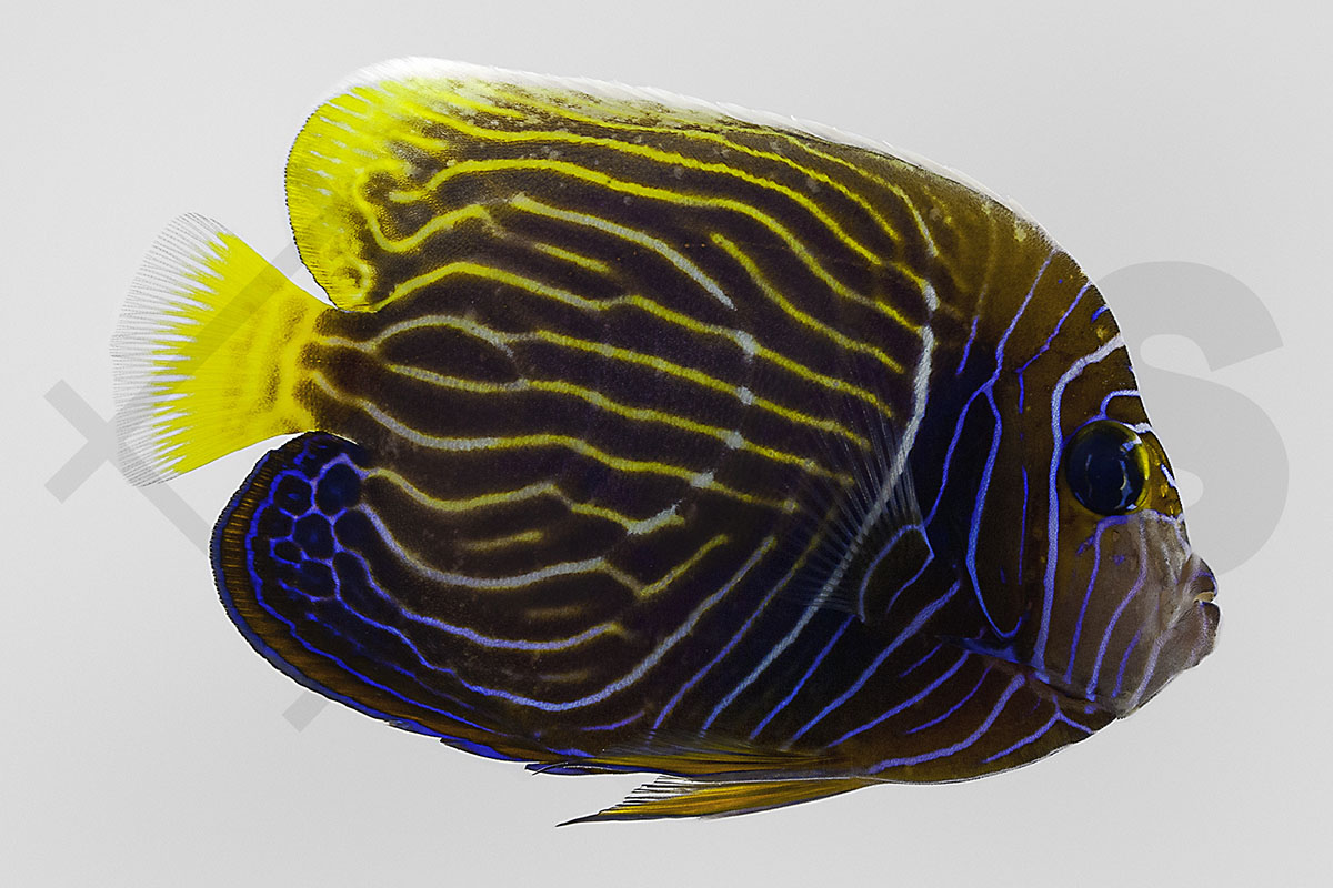 Pomacanthus imperator - Imperator Kaiserfisch adult