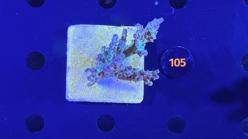 Acropora sp. WYSIWYG 0105