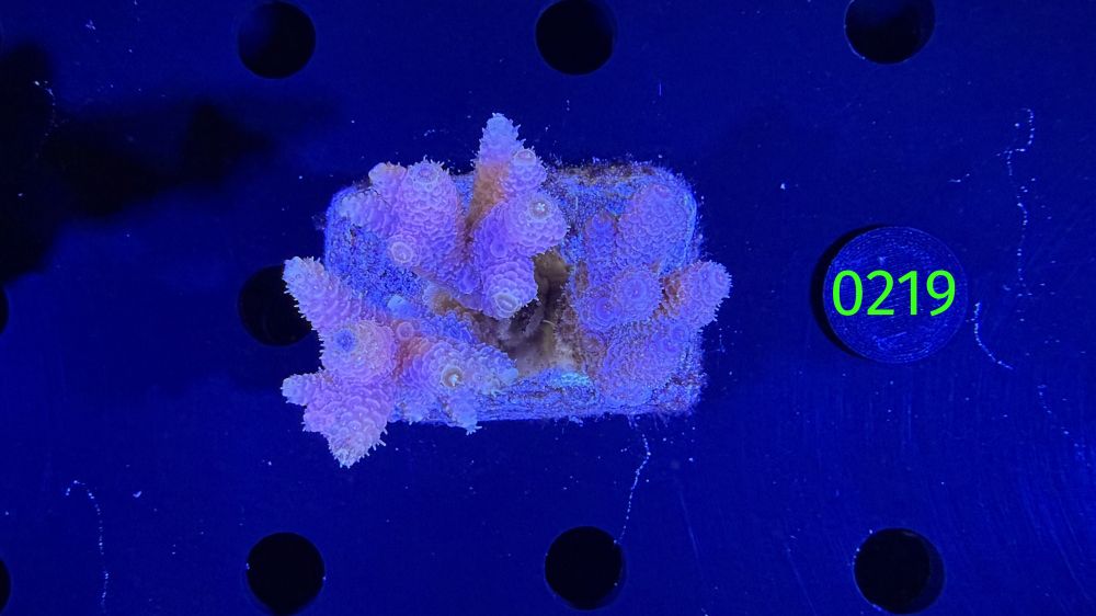 Acropora sp. WYSIWYG 0219