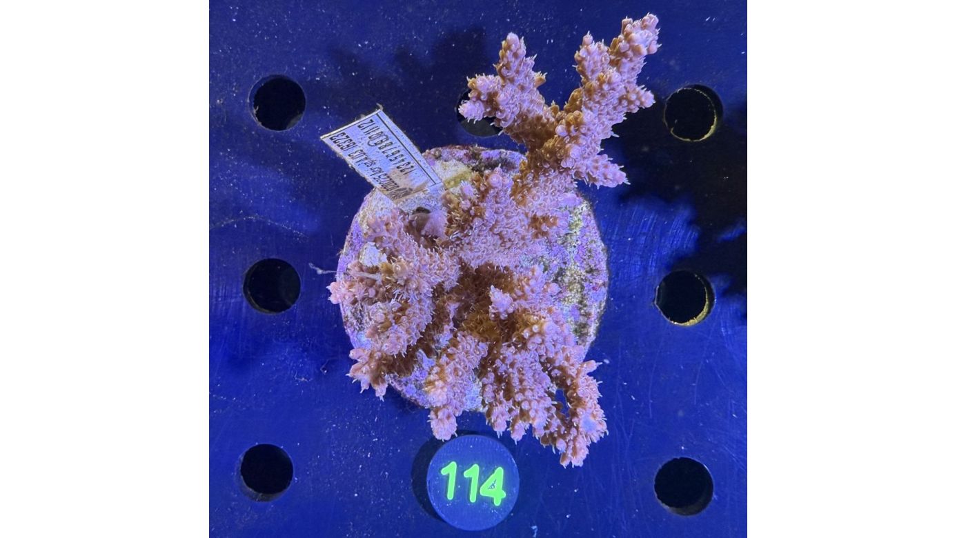 Acropora sp. WYSIWYG 0114