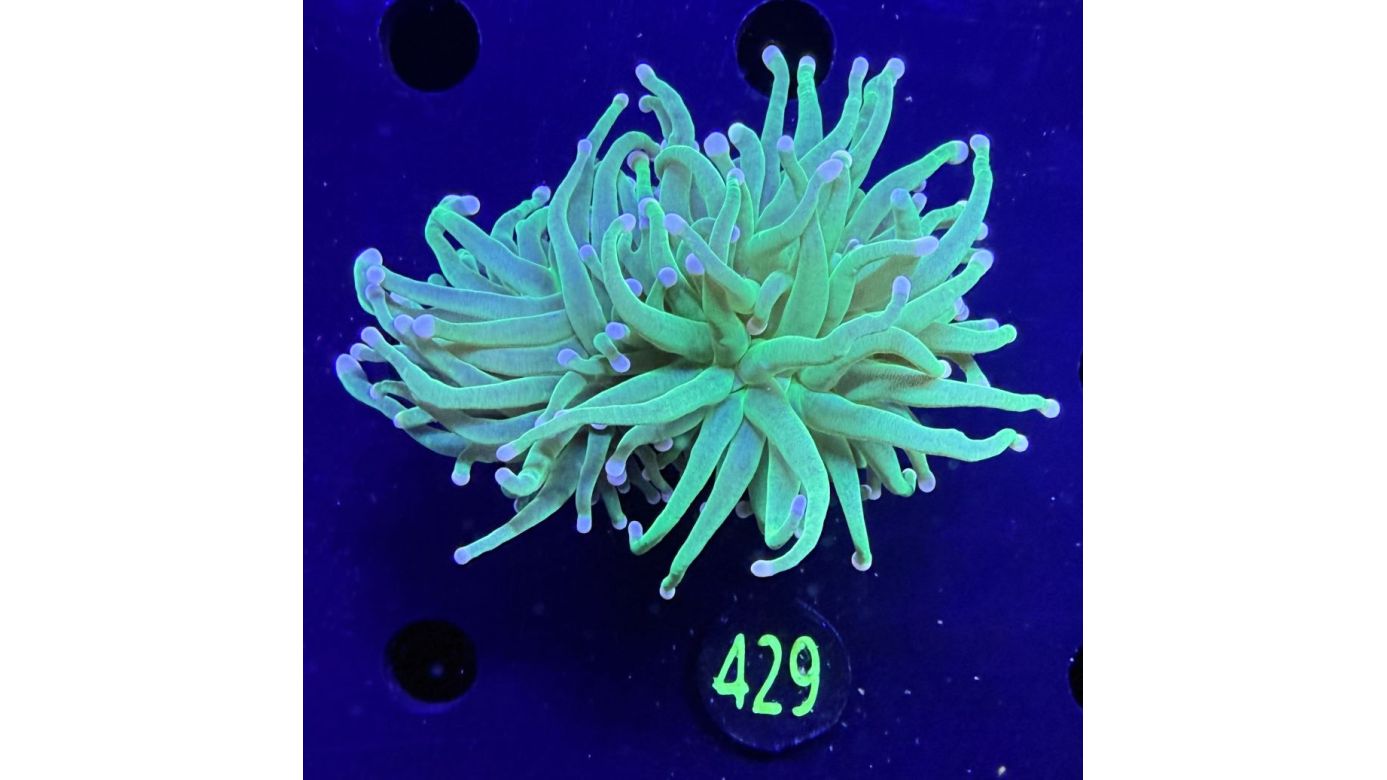 Euphyllia glabrescens - Fackelkoralle Torch "Cotton candy" 2 Kopf 0429