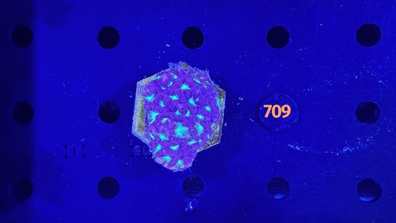 Favia sp. WYSIWYG 0709