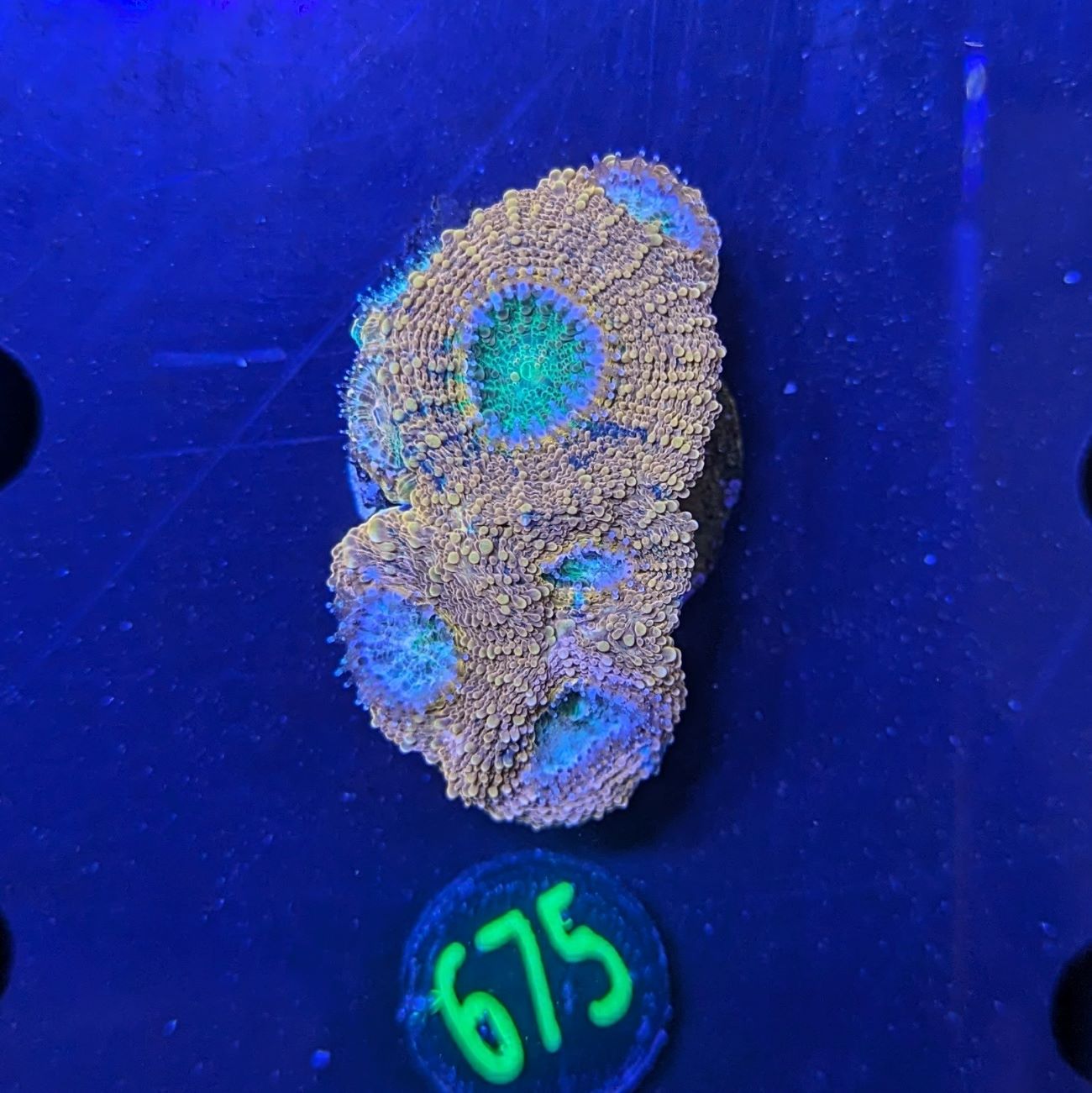 Acanthastrea bowerbanki WYSIWYG 0675