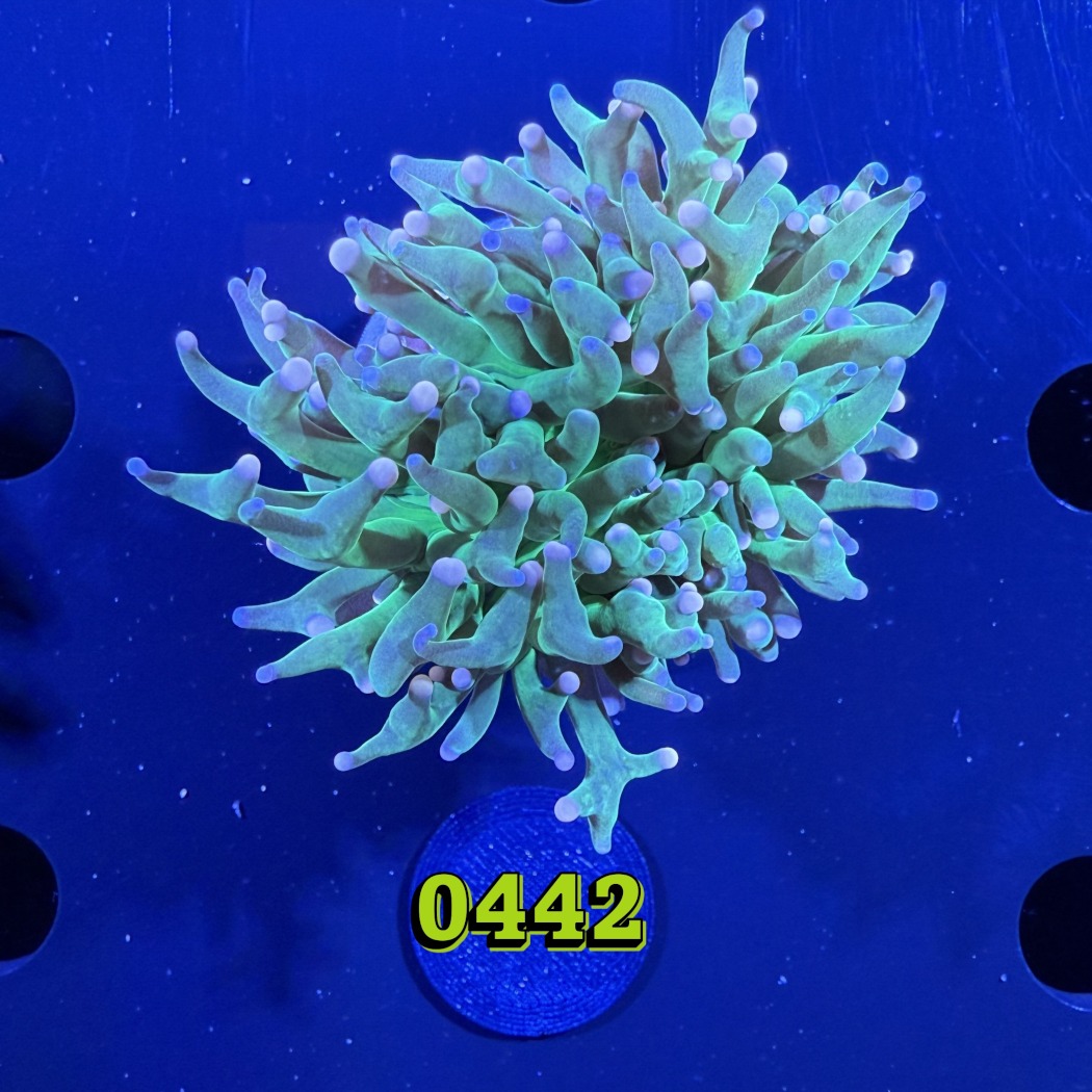 Euphyllia glabrescens - Fackelkoralle Torch 0442