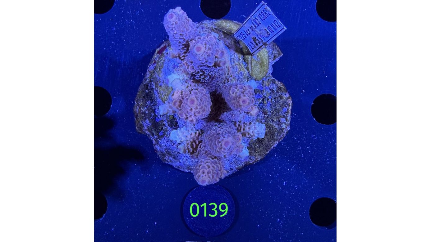 Acropora sp. WYSIWYG 0139