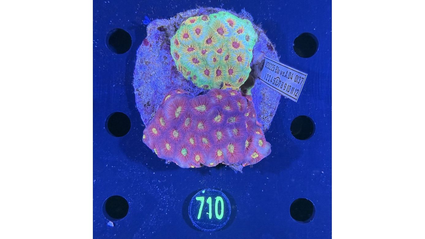 Favia sp. WYSIWYG 0710