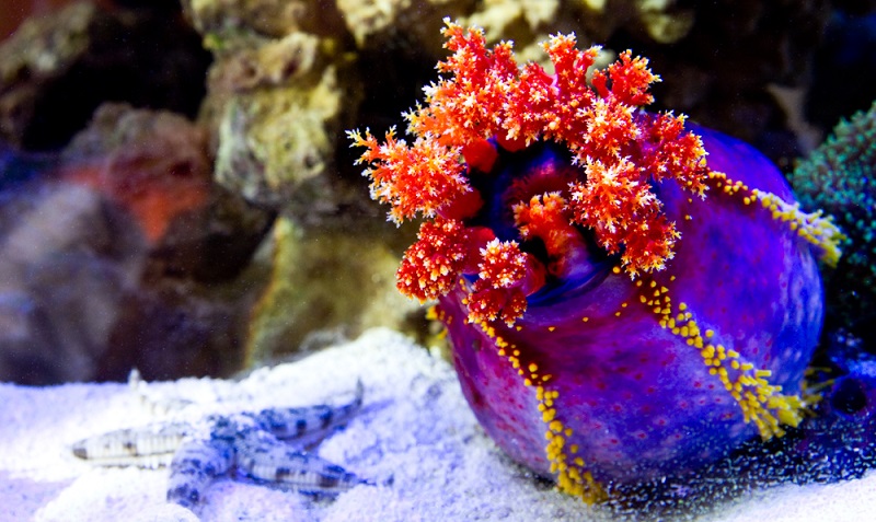 Pseudocolochirus Violaceus - Seeapfel