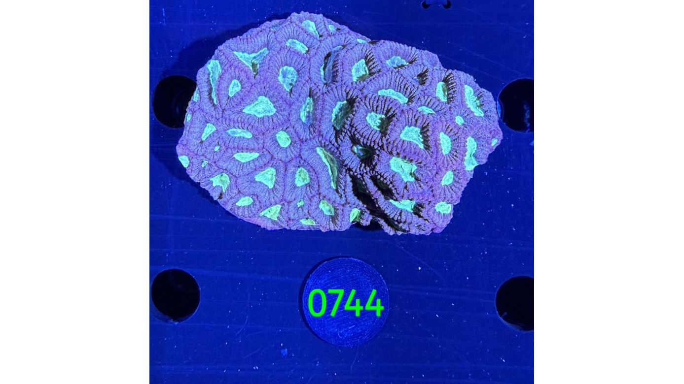 Favites sp. WYSIWYG 0744