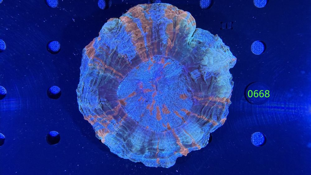 Acanthopyhllia deshayesiana WYSIWYG 0668