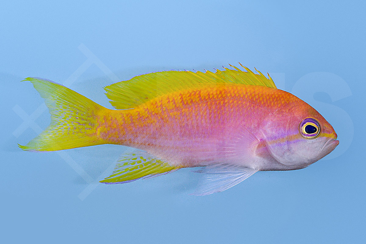 Pseudanthias bimaculatus - Zweifleck Fahnenbarsch weiblich