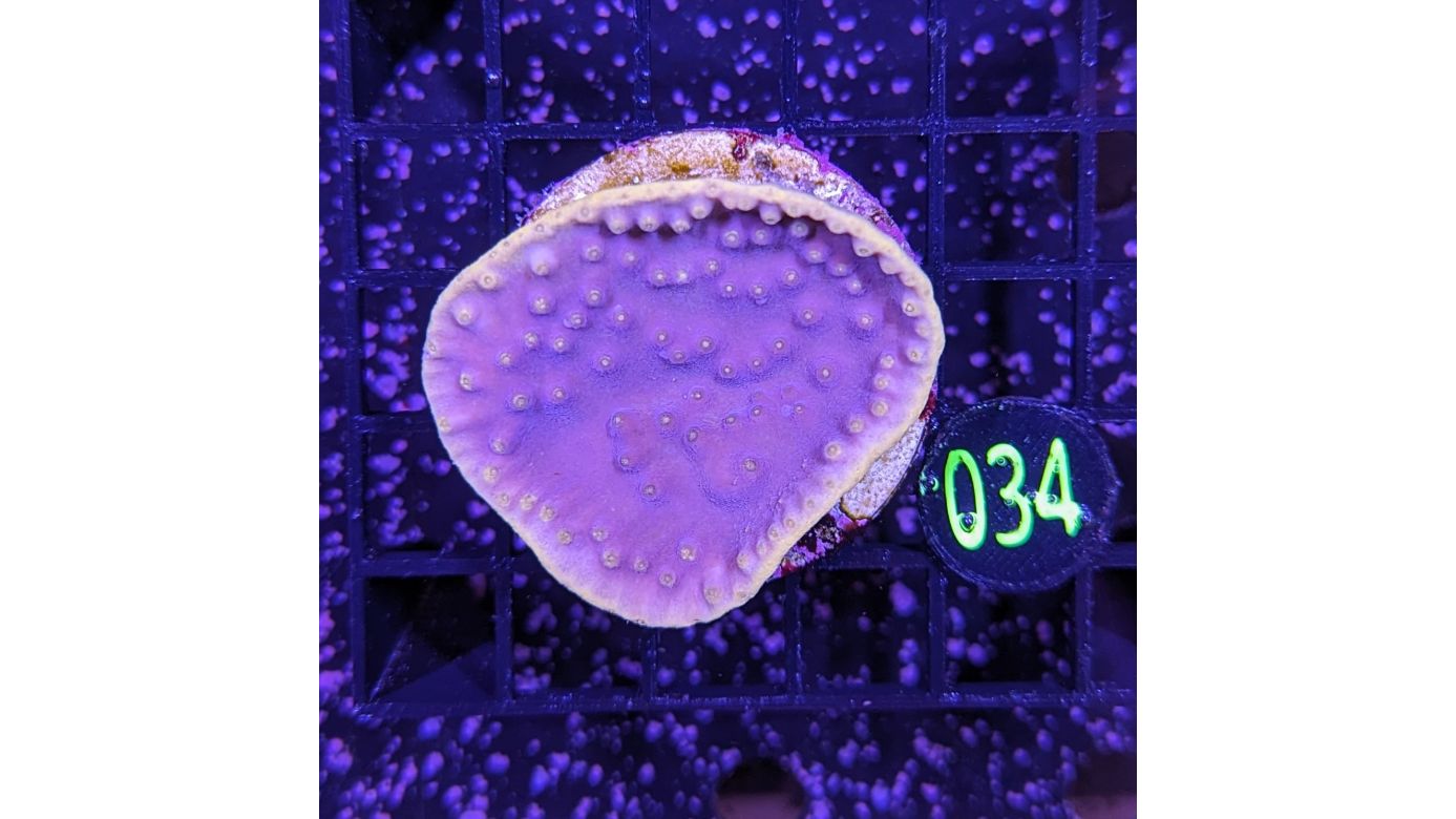 Turbinaria reniformis - Kelchkoralle Lila/Gelb Deutsche Nachzucht 0034