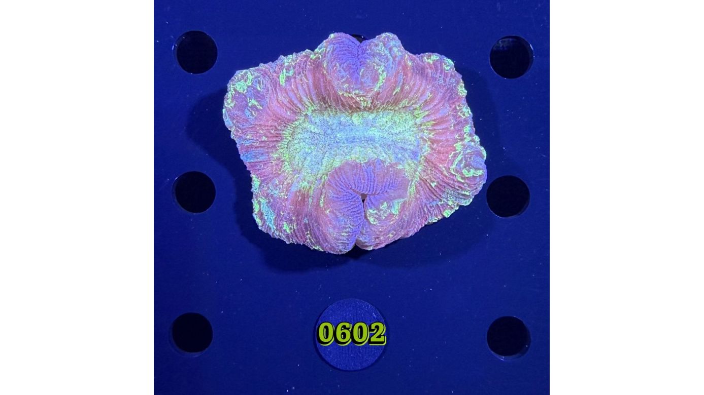 Trachyphyllia geoffroyi WYSIWYG 0602