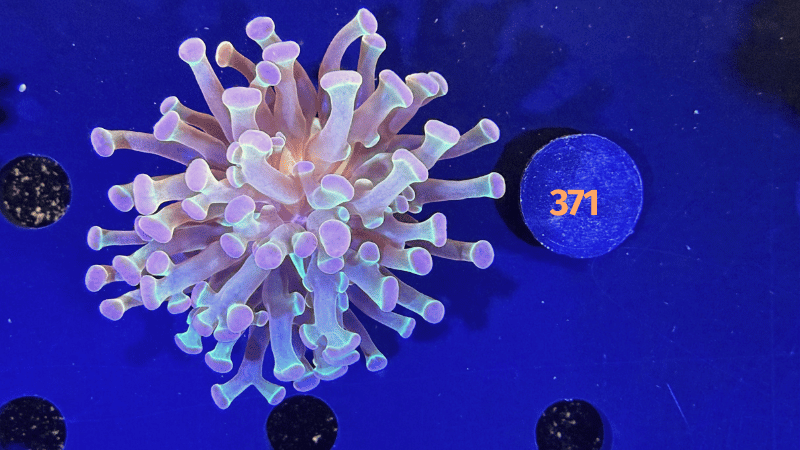 Euphyllia paraancora "multicolor" 0371