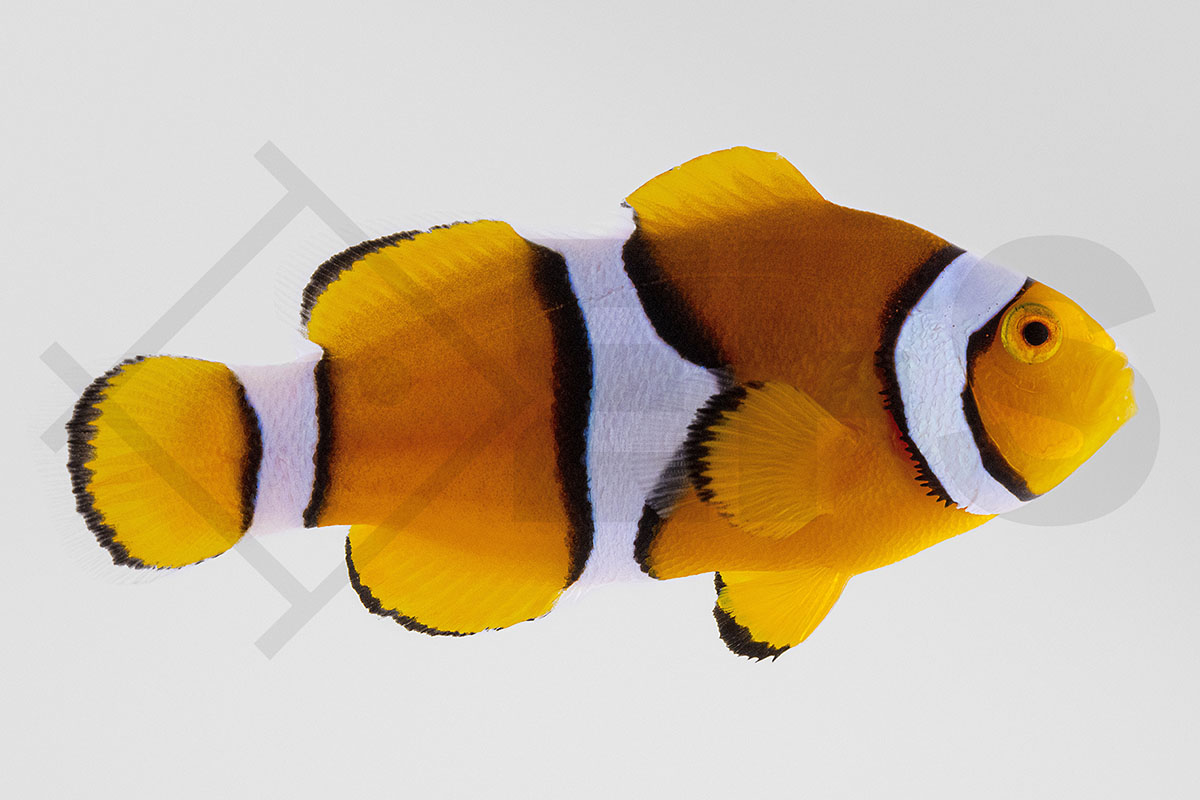 Amphiprion percula - Echter Clownfisch "Orange" NZ