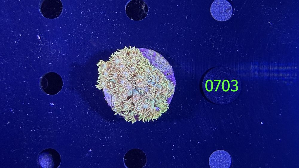 Goniopora sp. WYSIWYG 0703