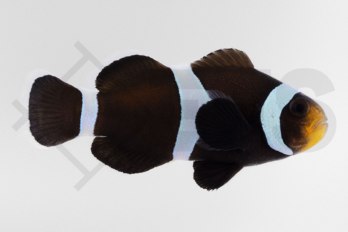 Amphiprion ocellaris - Falscher Clownfisch "Wildform Schwarz" NZ