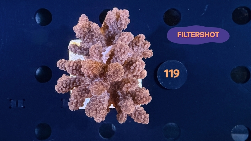 Acropora sp. WYSIWYG 0119