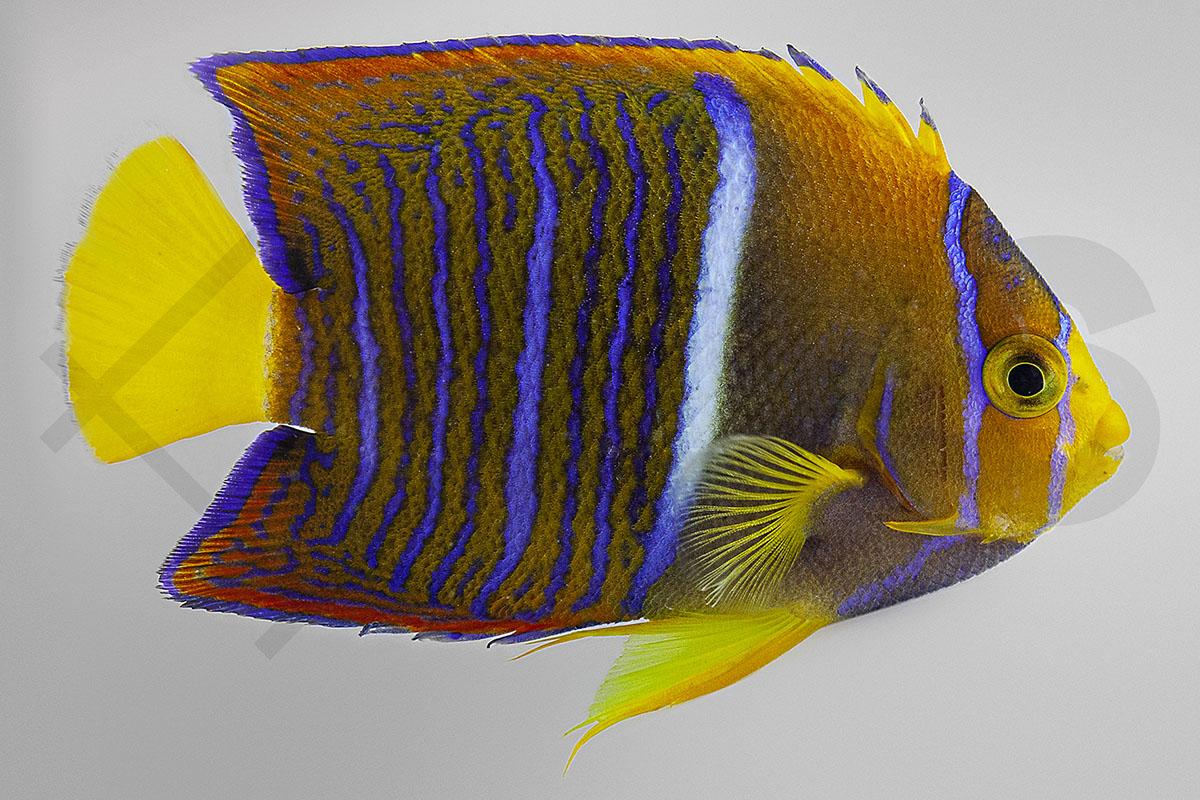 Holacanthus passer - Kaiser von Mexiko