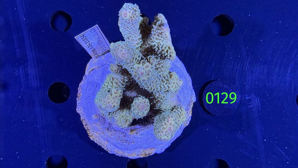 Acropora sp. WYSIWYG 0129