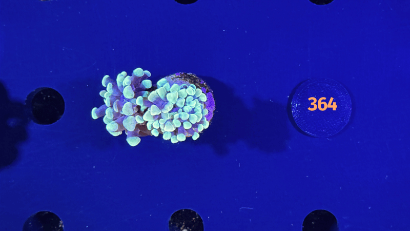 Euphyllia paraancora "Golden Nugget" Deutsche Nachzucht 0364