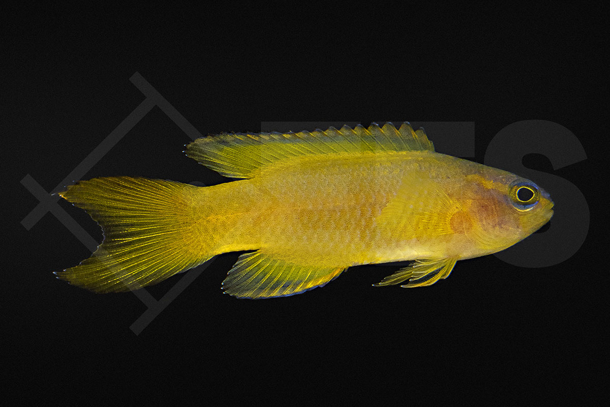 Assessor flavissimus - Gelber Mirakelbarsch NZ