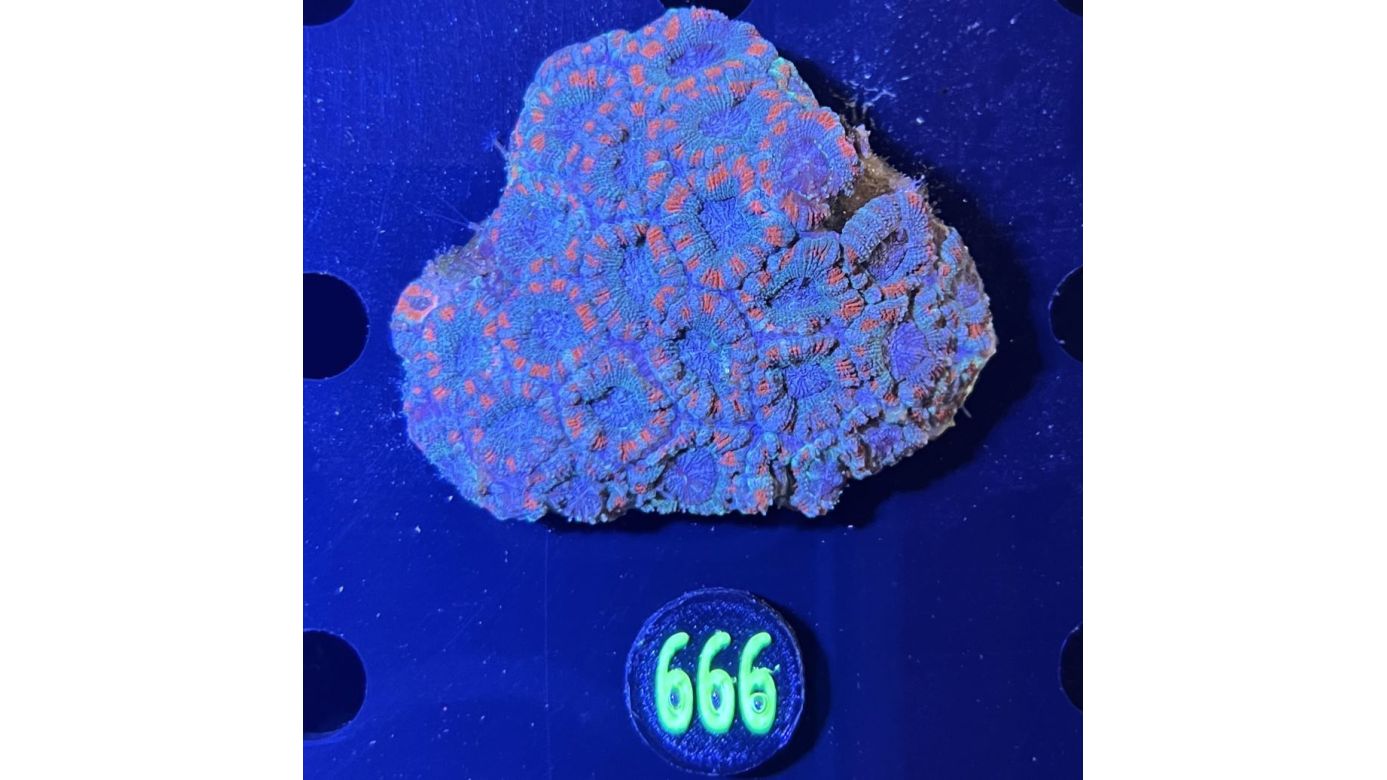 Acanthastrea lordhowensis WYSIWYG 0666