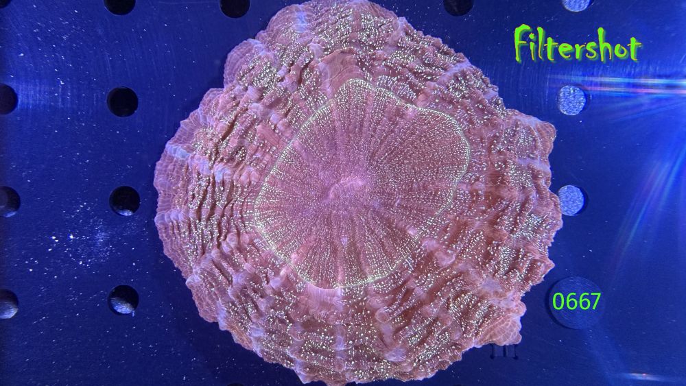 Acanthopyhllia deshayesiana WYSIWYG 0667