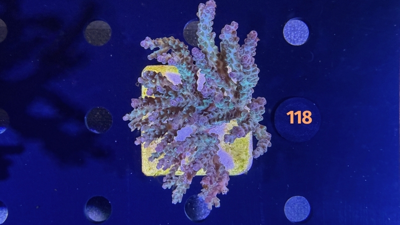 Acropora sp. WYSIWYG 0118
