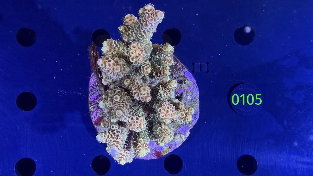 Acropora sp. WYSIWYG 0105