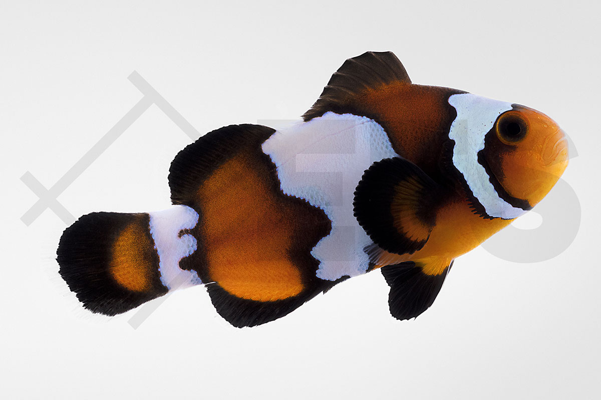 Amphiprion ocellaris - Falscher Clownfisch "Black Ice" NZ
