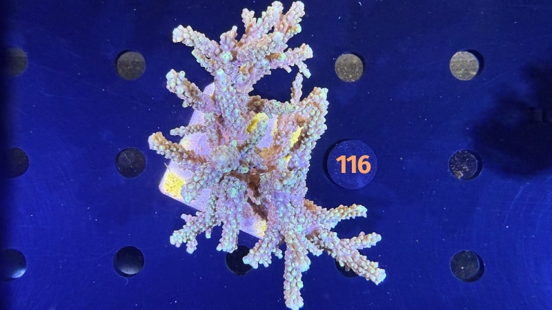 Acropora sp. WYSIWYG 0116