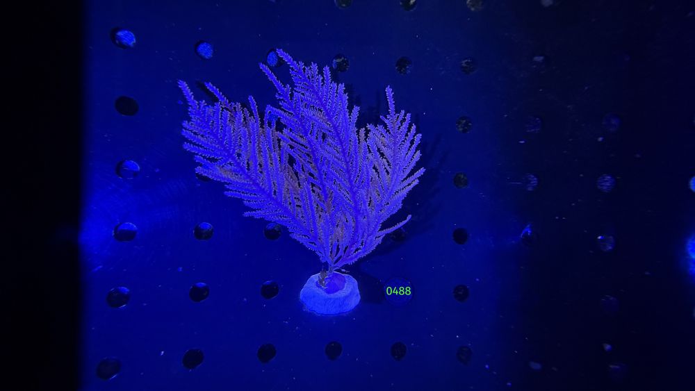 Pseudopterogorgia acerosa - Gorgonie WYSIWYG 0488