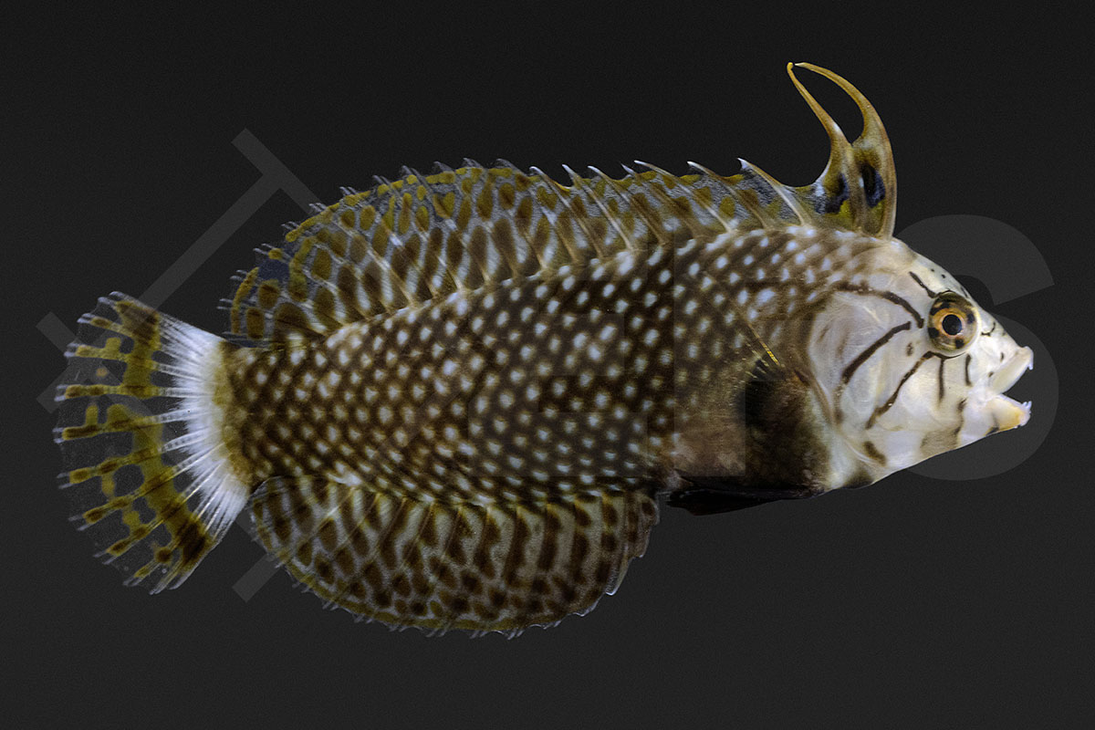 Novaculichthys taeniourus - Bäumchen-Lippfisch