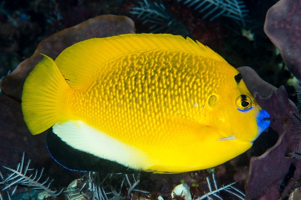 Apolemichthys trimaculatus - Dreipunkt-Kaiserfisch