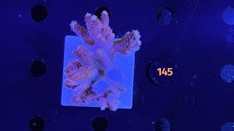 Acropora hyacinthus WYSIWYG 0145