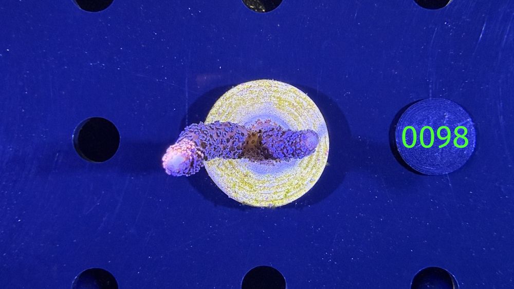 Stylophora pistillata - Steinkoralle "Milka" DNZ 0098