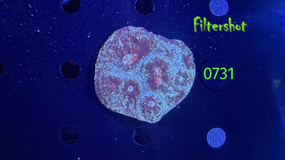 Echinophyllia/Chalice WYSIWYG 0731