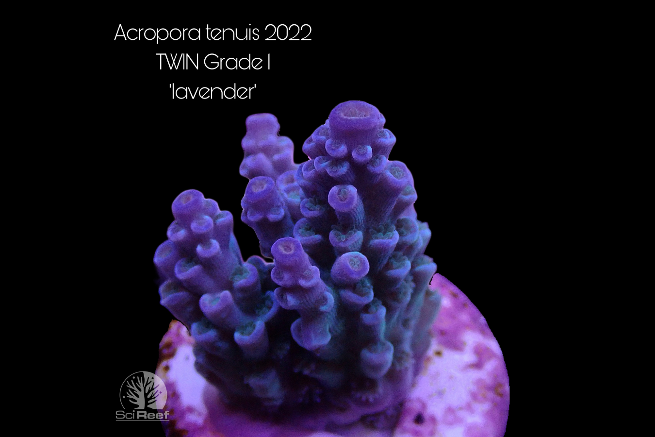 SciReef Acropora tenuis TWIN Grade 1 "lavender" 0292