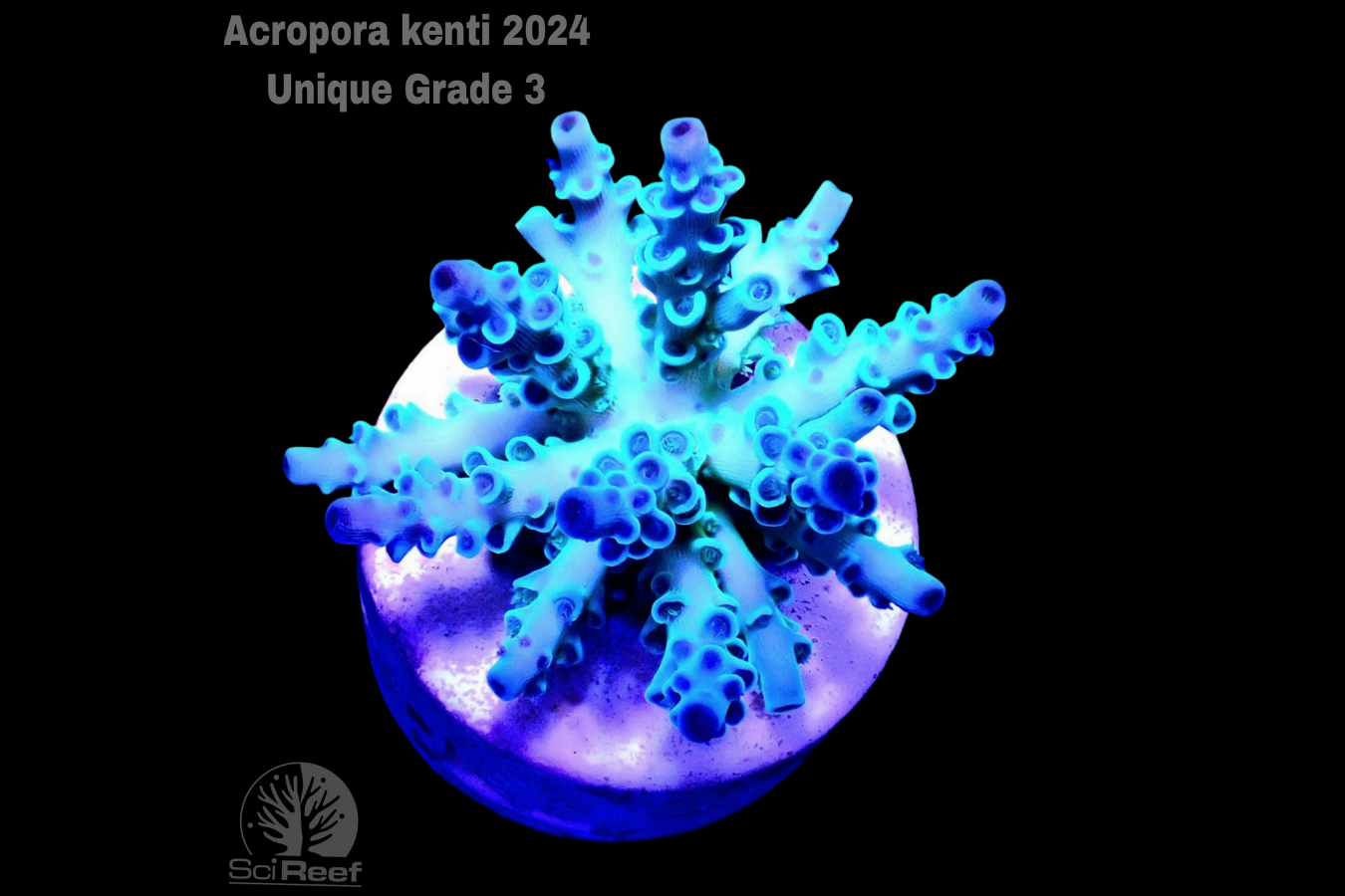 SciReef Acropora kenti Unique Grade 3 0300