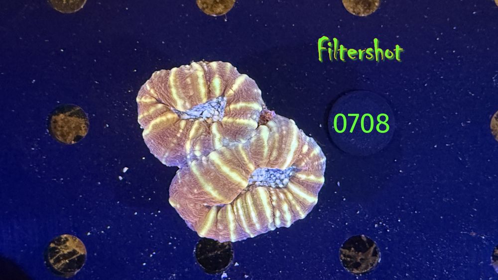 Lobophyllia sp. WYSIWYG 0708