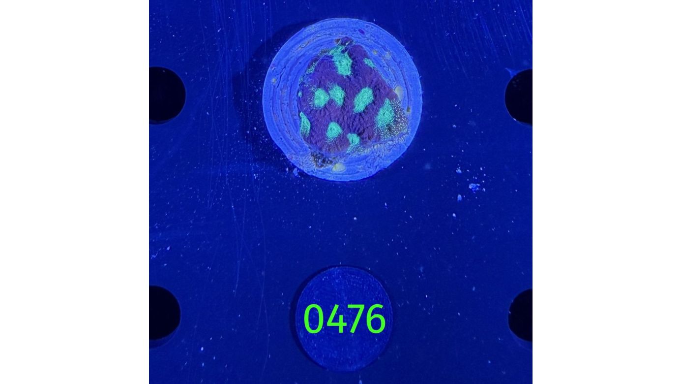 Favites sp. - Großpolypige Steinkoralle Deutsche Nachzucht 0476