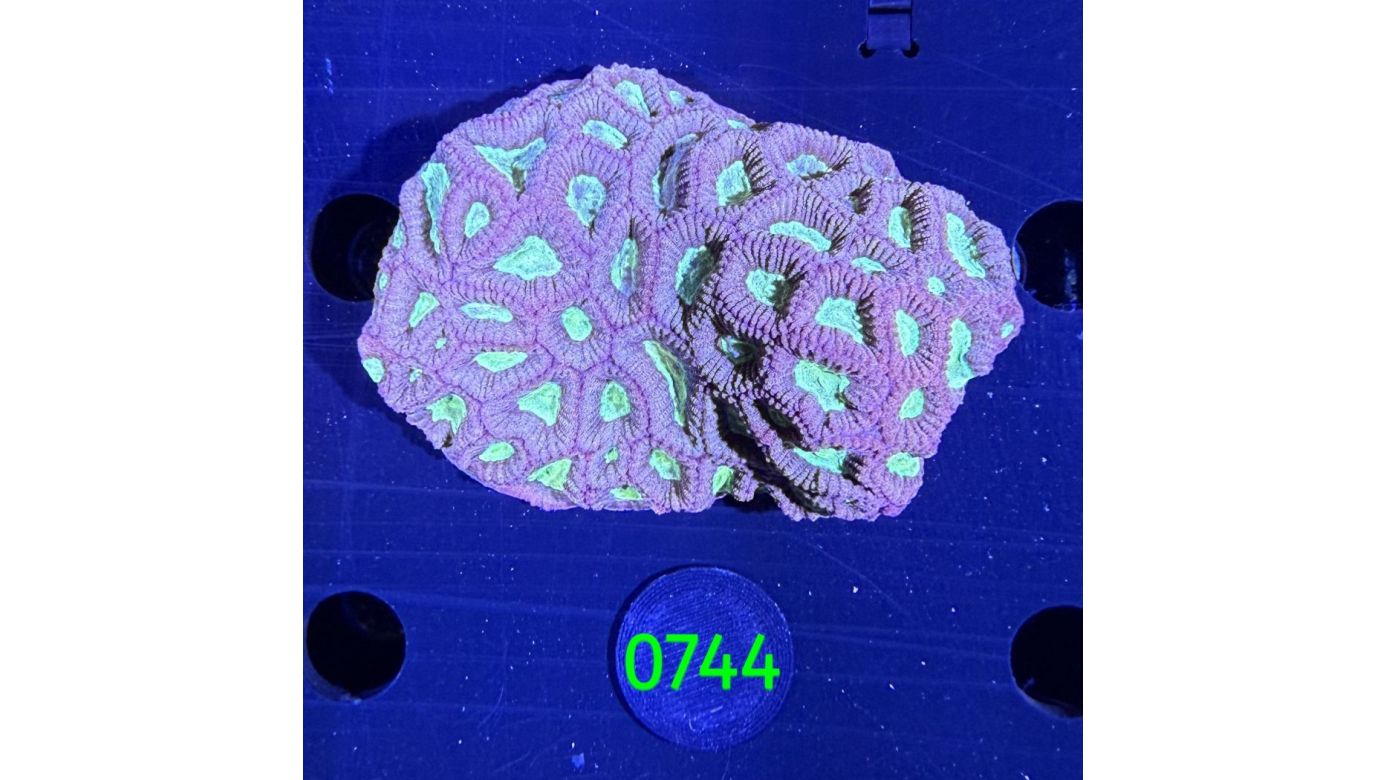 Favites sp. WYSIWYG 0744