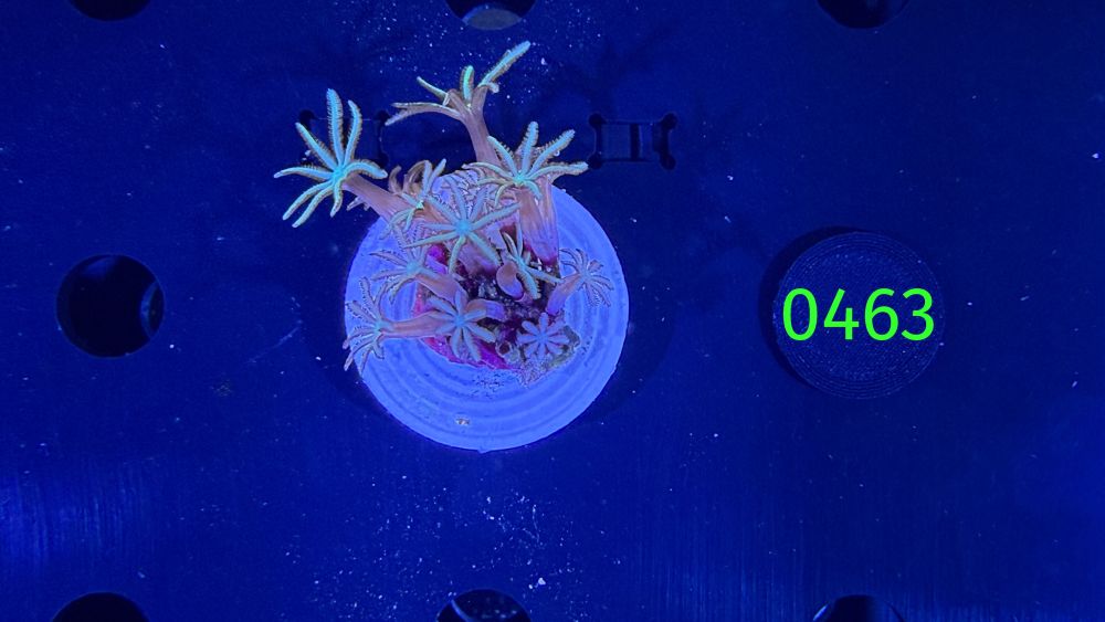 Tubipora musica  - Orgelkoralle DNZ 0463