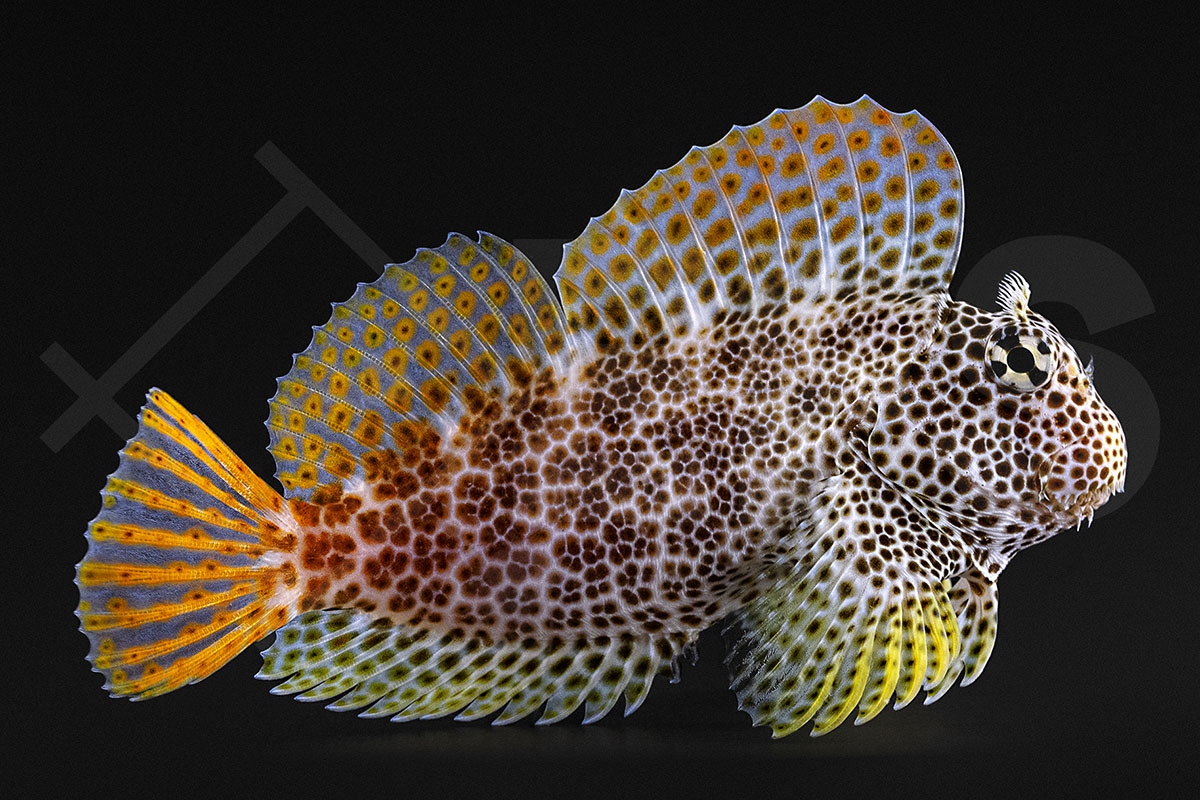 Exallias brevis - Leoparden-Schleimfisch