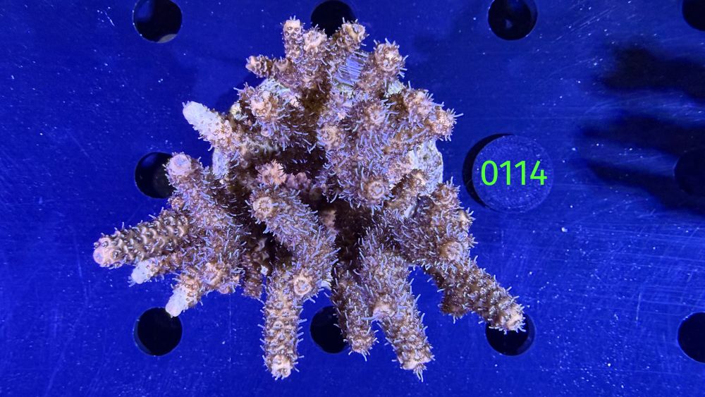 Acropora sp. WYSIWYG 0114