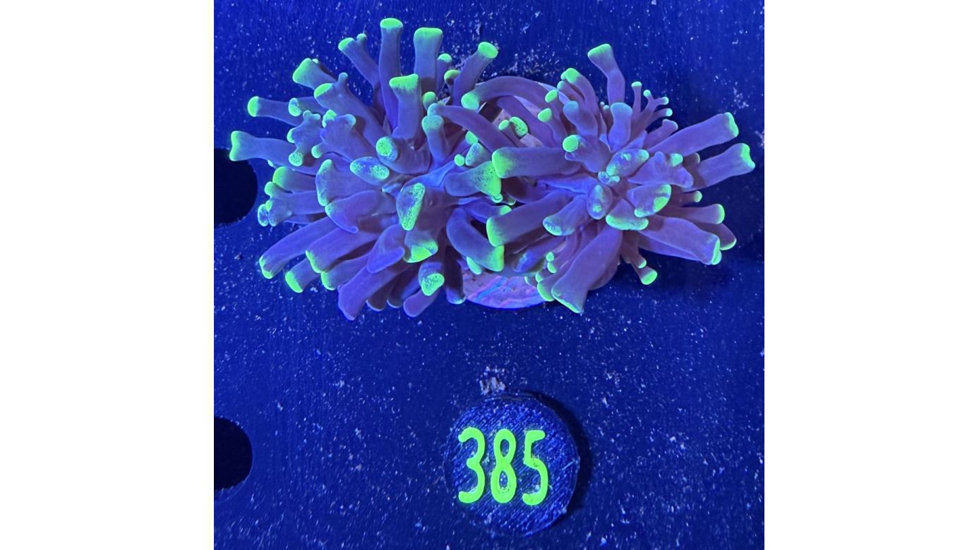 Euphyllia paraancora 2 Kopf "Two Tone" - Deutsche Nachzucht 0385