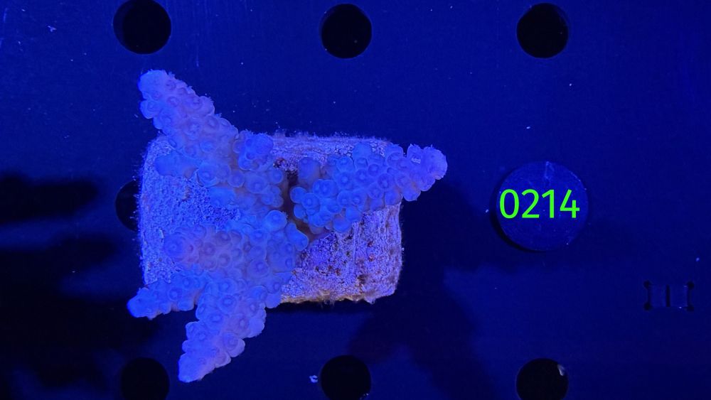 Acropora sp. WYSIWYG 0214