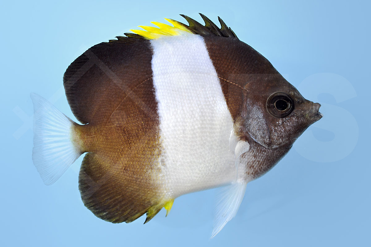 Hemitaurichthys zoster - Schwarzer Pyramiden Falterfisch