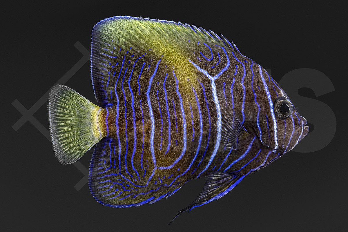 Pomacanthus maculosus - Arabischer Kaiserfisch gelbe Sichel